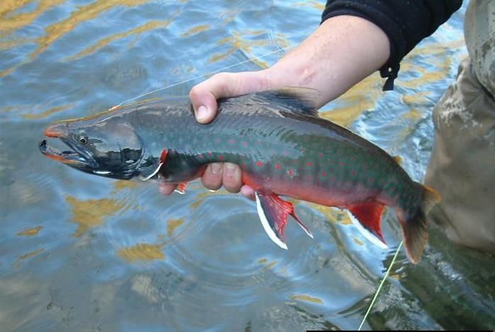 Fishing on Sakhalin Island